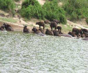 Boat Cruise Kazinga Channel 